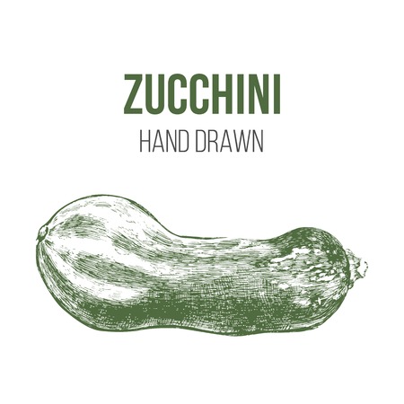 hand drawn green zucchini isolated on white backgroundのイラスト素材