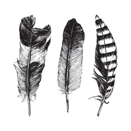 3 hand drawn feathers on white backgroundのイラスト素材