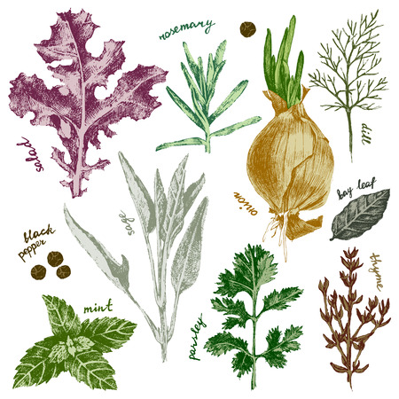 hand drawn highly detailed herbs and spices set in colorのイラスト素材
