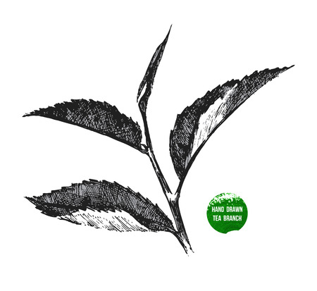 hand drawn tea leaf on white background