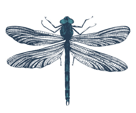 Hand drawn dragonfly on white backgroundのイラスト素材
