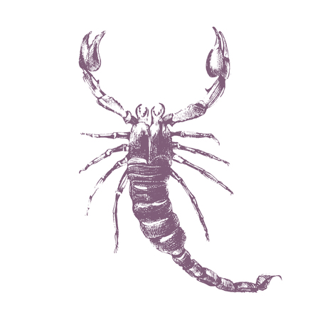 Hand drawn scorpion on white backgroundのイラスト素材