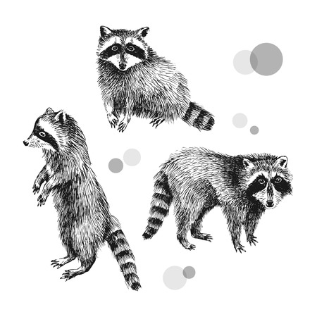 3 hand drawn raccoonsのイラスト素材