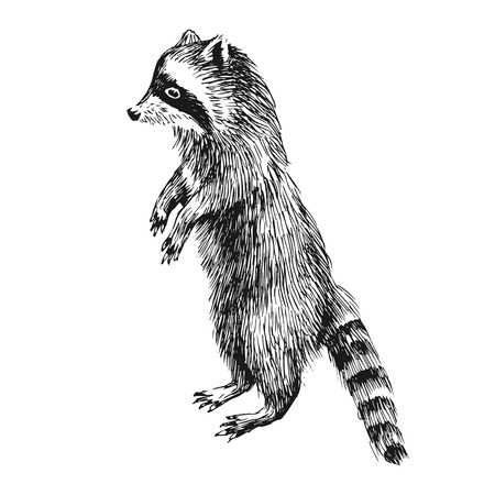 Hand drawn raccoonのイラスト素材