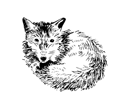Hand drawn foxのイラスト素材