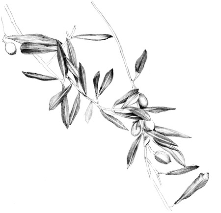 Hand drawn olive branchesの写真素材