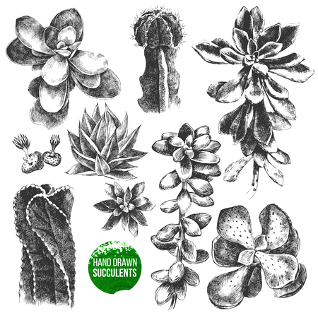 Hand drawn set of cactuses and succulentsのイラスト素材