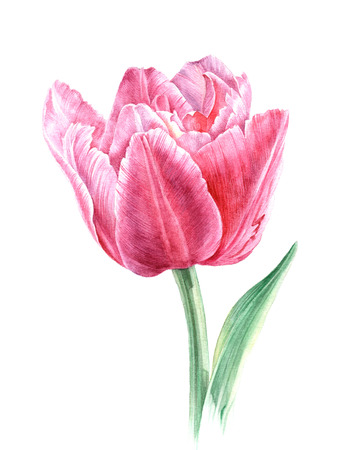 Hand drawn watercolor tulipの写真素材