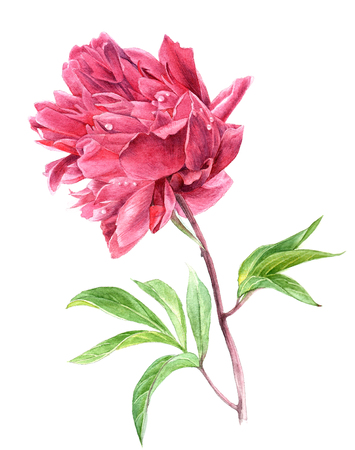 Watercolor pink peony flower in vintage styleの写真素材