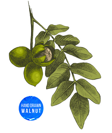 Hand drawn branch of walnutのイラスト素材