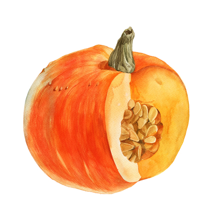 Orange watercolor pumpkinの写真素材