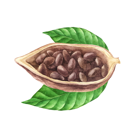 Ripe watercolor cocoa beansのイラスト素材