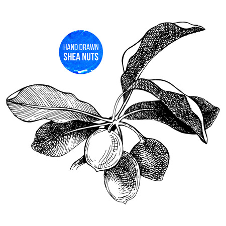 Hand drawn shea nuts branchのイラスト素材