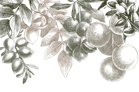 Background with hand drawn nuts on branchesのイラスト素材