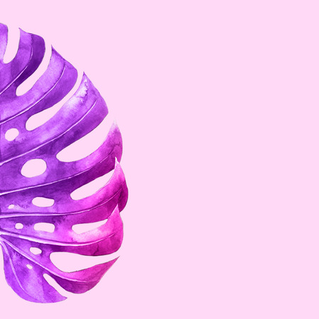 monstera leaf on pink backgroundの写真素材