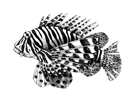 Hand drawn vector lionfish. Dangerous coral reef fishのイラスト素材