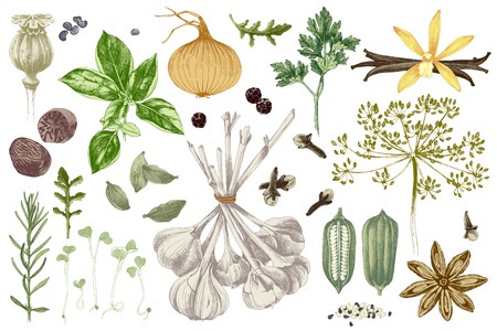 Fresh organic colorful hand drawn herbs and spices set. Vector illustration in vintage styleのイラスト素材