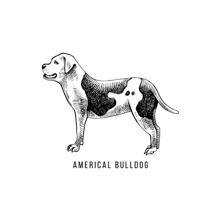 American bulldog sketch and lettering in dogs silhouetteのイラスト素材