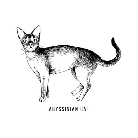 Hand drawn abyssinian catのイラスト素材