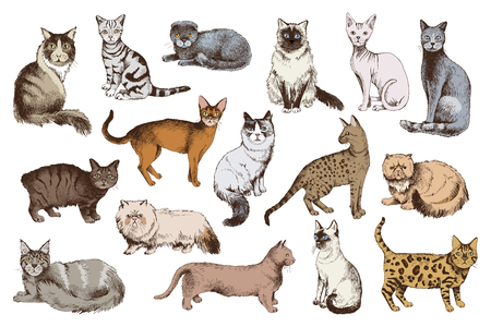 16 colorful hand drawn cat breeds. Vector illustrationのイラスト素材