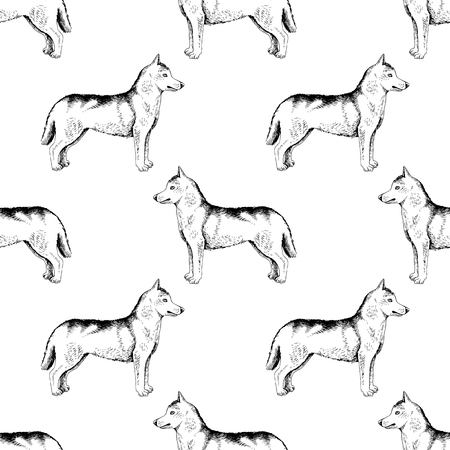Seamless pattern with hand drawn siberian huskiesの写真素材