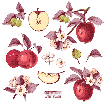 Apple fruit vector set. Hand drawn colorful illustrationのイラスト素材