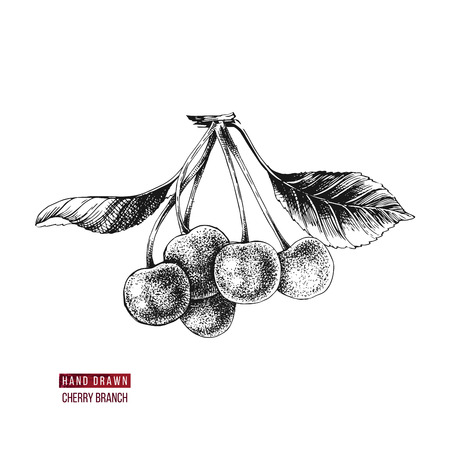 Hand drawn black and white cherries with leaves. Vector illustrationのイラスト素材