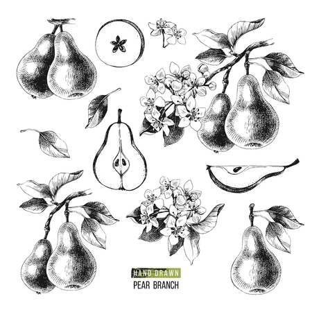 Hand drawn black and white set of pears - branches, fruits, flowers and pieces. Vector illustrationのイラスト素材