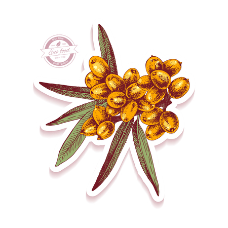 Sticker with colorful hand drawn sea buckthorn branch. Vector illustrationのイラスト素材