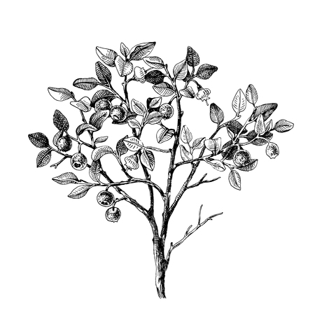 Hand drawn bilberry bush wih flowers and ripe berries. Vector illustratration