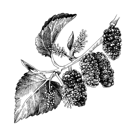 Hand drawn mulberry branch with flowers and ripe berries. Vector illustrationのイラスト素材