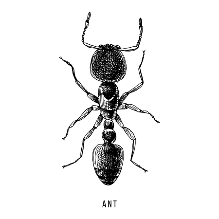 Hand drawn ant illustrationのイラスト素材
