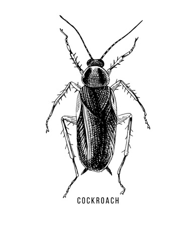 Hand drawn cockroach illustration