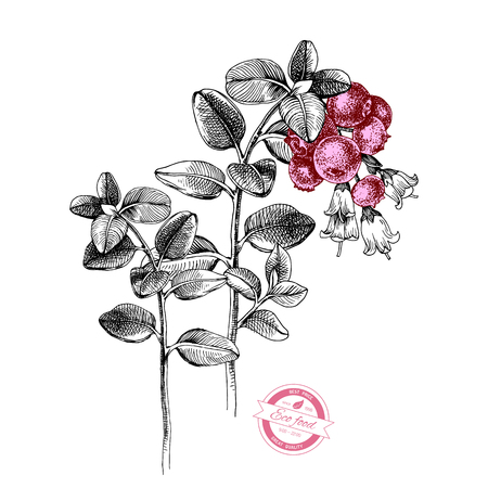 Hand drawn cowberry branches with flowers and ripe berries. Vector illustrationのイラスト素材