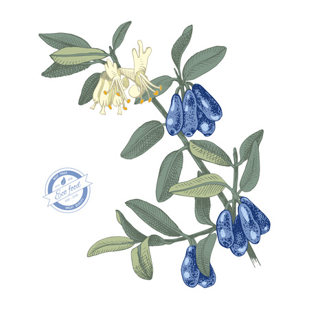 Hand drawn honeysuckle branchのイラスト素材