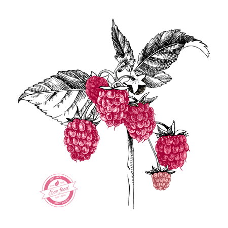 Hand drawn raspberry branch with berries and leaves. Vector illustrationのイラスト素材