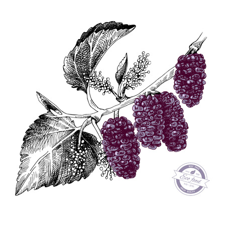 Hand drawn mulberry branch with flowers and ripe berries. Vector illustrationのイラスト素材