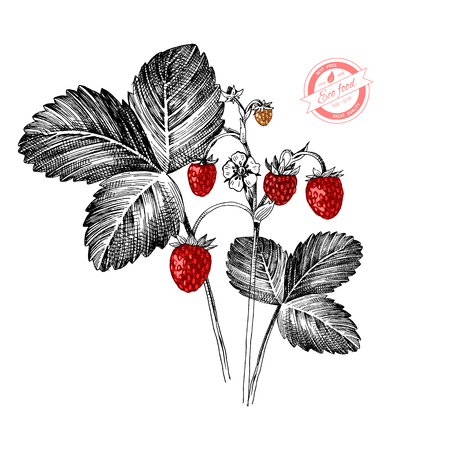 Hand drawn wild strawberry plant with ripe berries, flowers and leaves. Vector illustrationのイラスト素材
