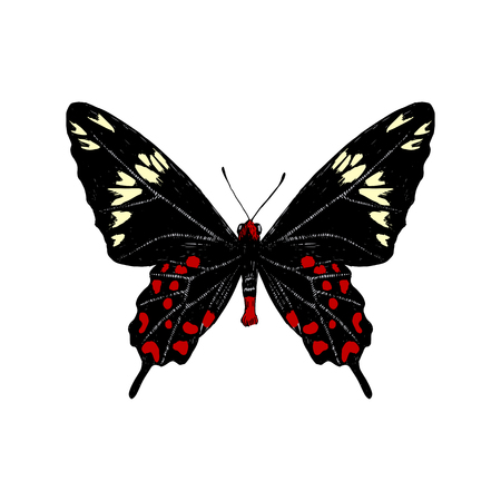 Hand drawn Crimson Rose butterfly butterfly. Vector illustrationのイラスト素材