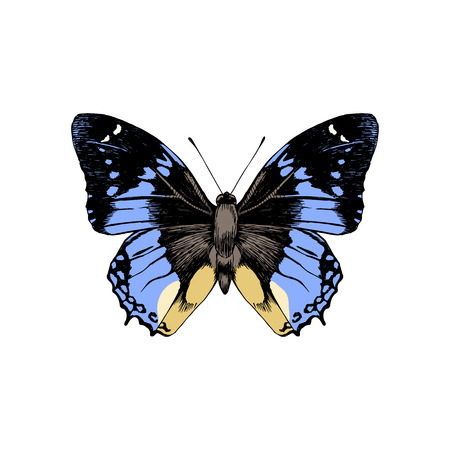 Hand drawn butterflyのイラスト素材