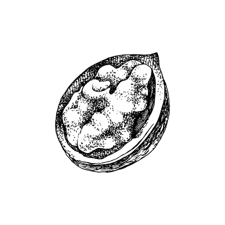 Hand drawn walnut kernel in broken shell isolated on whiteのイラスト素材