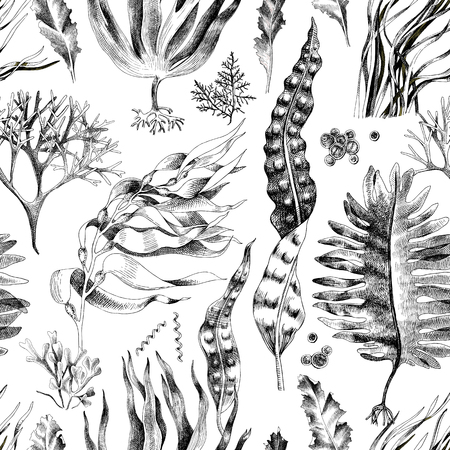 Seamless pattern with hand drawn edible algae. Vector illustrationのイラスト素材