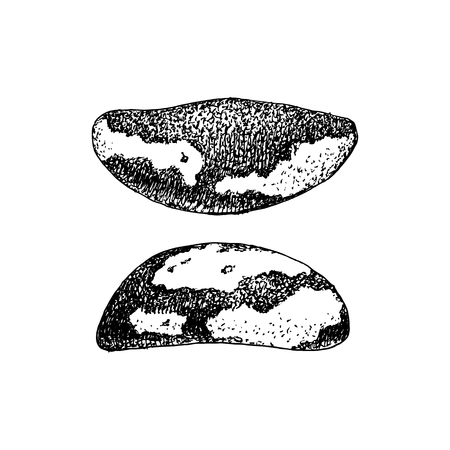 Hand drawn brazil nutsのイラスト素材