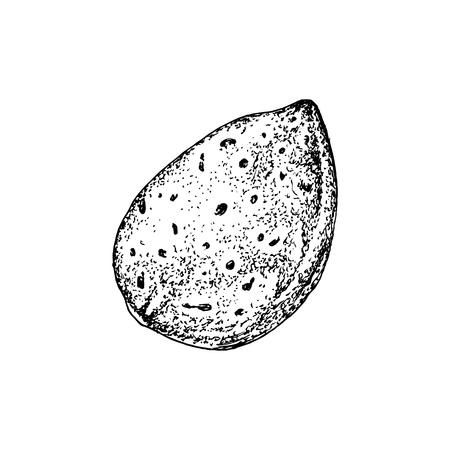 Hand drawn almond in shellのイラスト素材