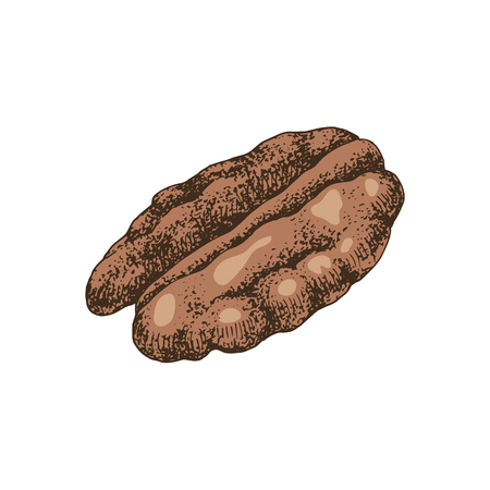 Hand drawn colorful pecan nut. Vector illustration in retro styleのイラスト素材