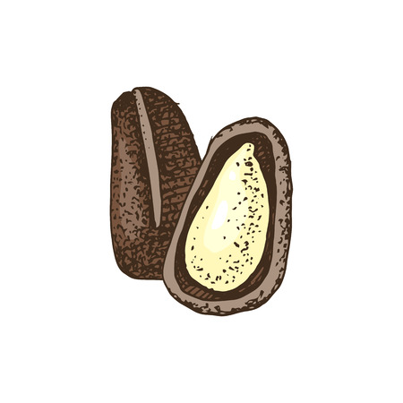 Colorful pine nuts isolated on white background. Vector illustrationのイラスト素材