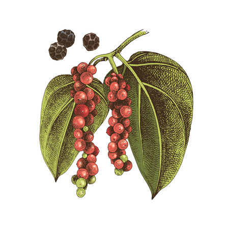 Hand drawn black pepper plant. Colorful vector illustration in retro styleのイラスト素材