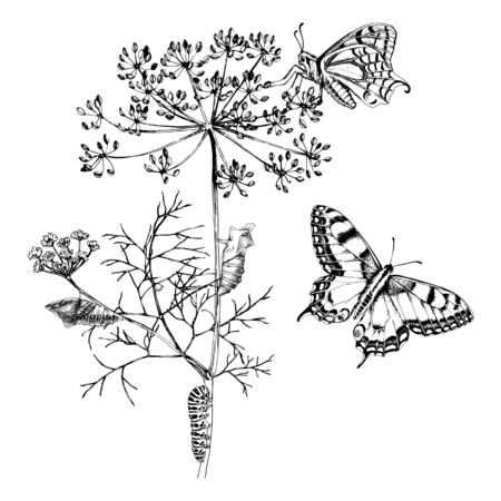 Metamorphosis of the Swallowtail - Papilio machaon - butterfly.のイラスト素材