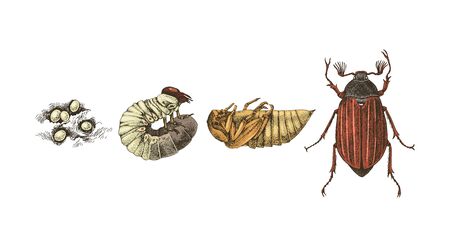 Metamorphosis of Maybug. 4 stages of cockchafersのイラスト素材
