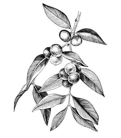 Hand drawn camu camu branch on whiteのイラスト素材